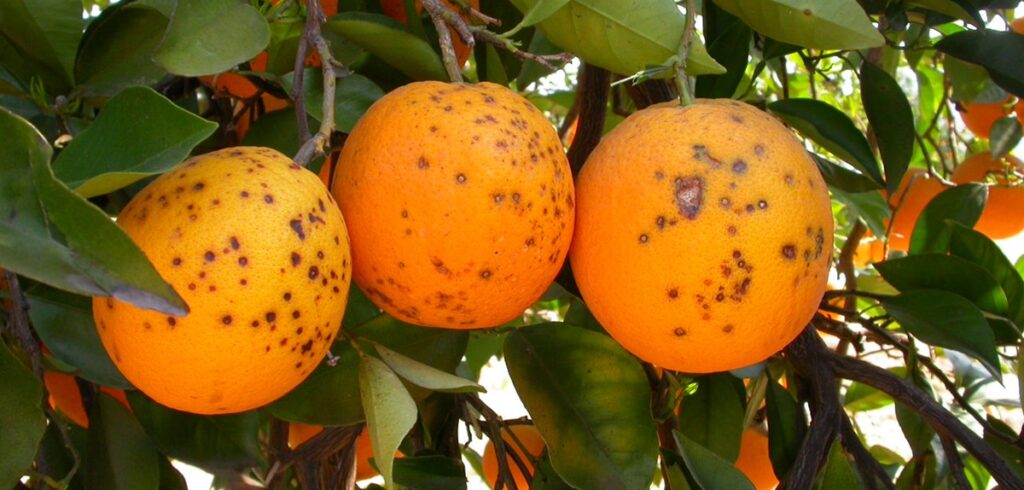 La Unión Europea detecta enfermedades y plagas de cuarentena en cítricos del Mercosur La Unión Europea detecta enfermedades y plagas de cuarentena en cítricos del Mercosur