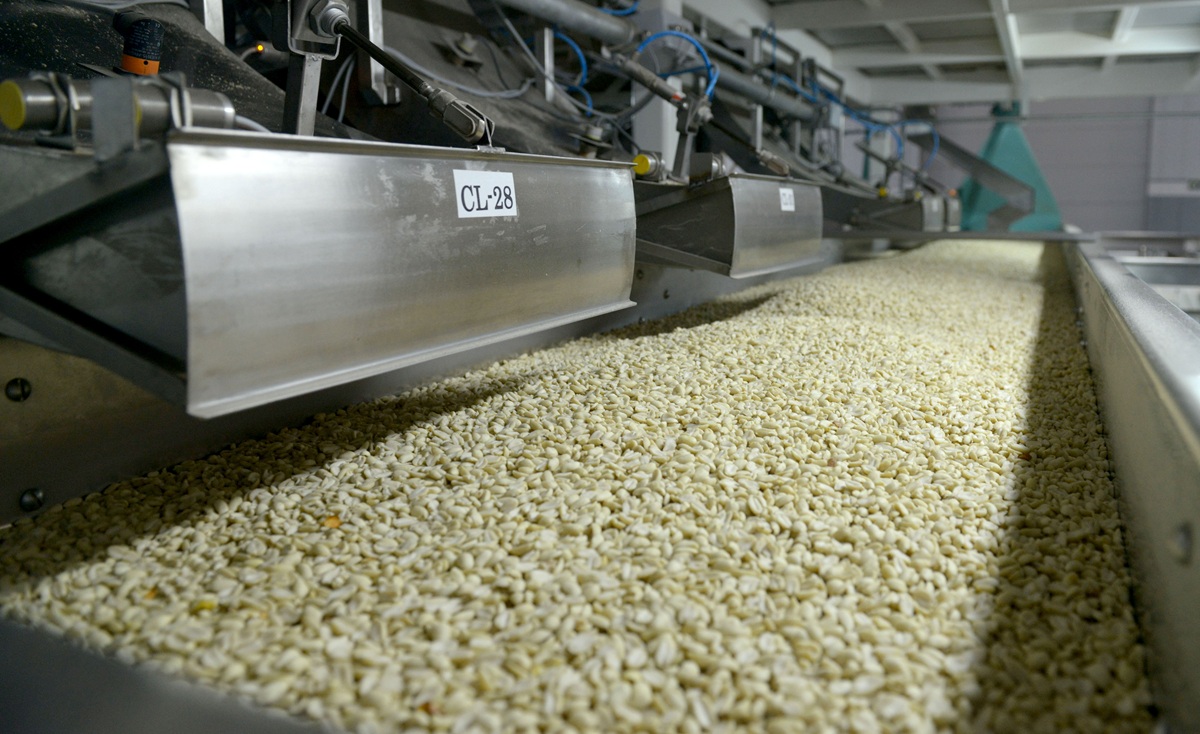 Argentina lidera el mercado mundial de maní con exportaciones récord
