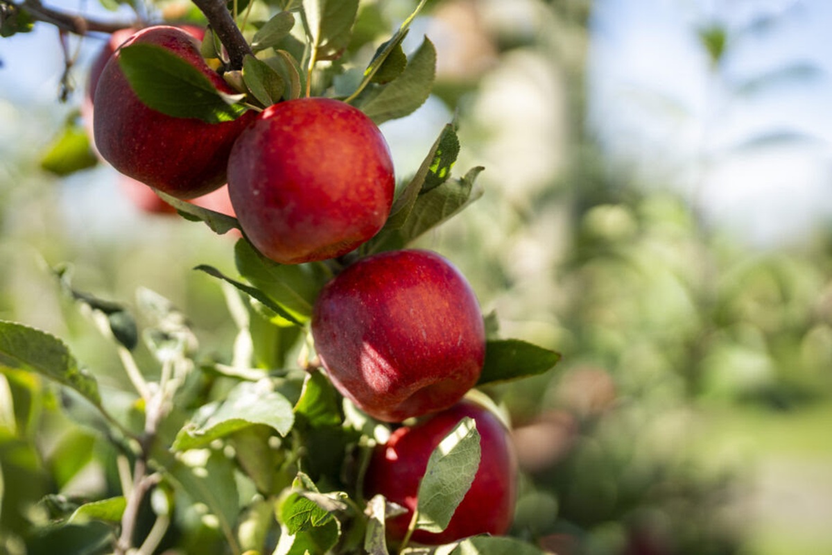 T&G Global firma acuerdo para ampliar la oferta de manzanas premium de exportación de Nueva Zelanda