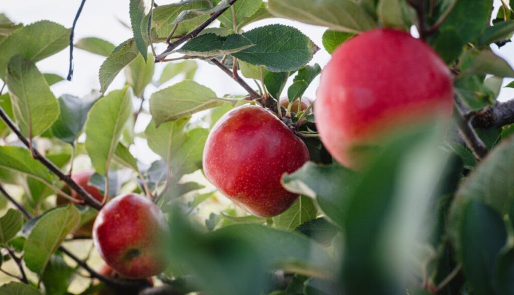 T&G Global firma acuerdo para ampliar la oferta de manzanas premium de exportación de Nueva Zelanda