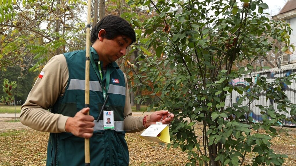 Gremios chilenos exigen acciones inmediatas para enfrentar la mosca de la fruta