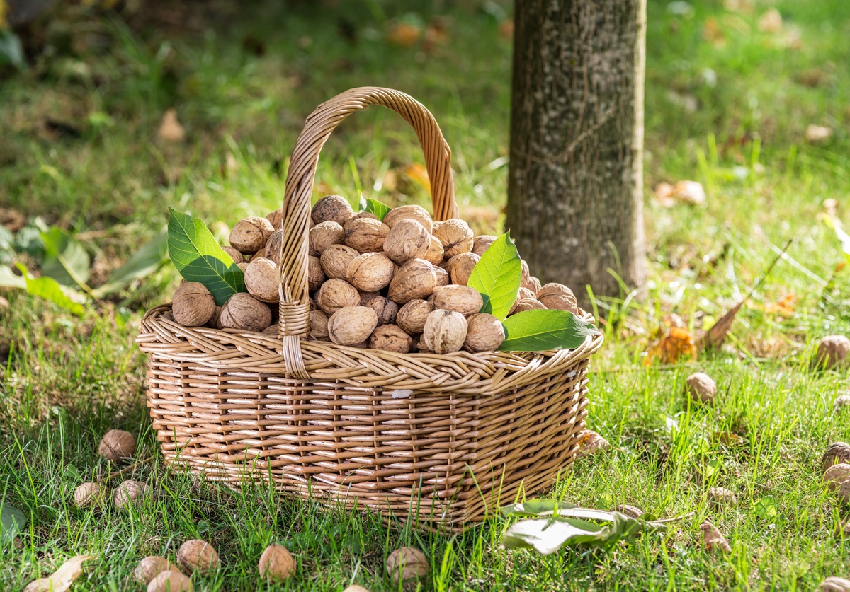 Las nueces podrían ser una alternativa natural para mejorar el sueño