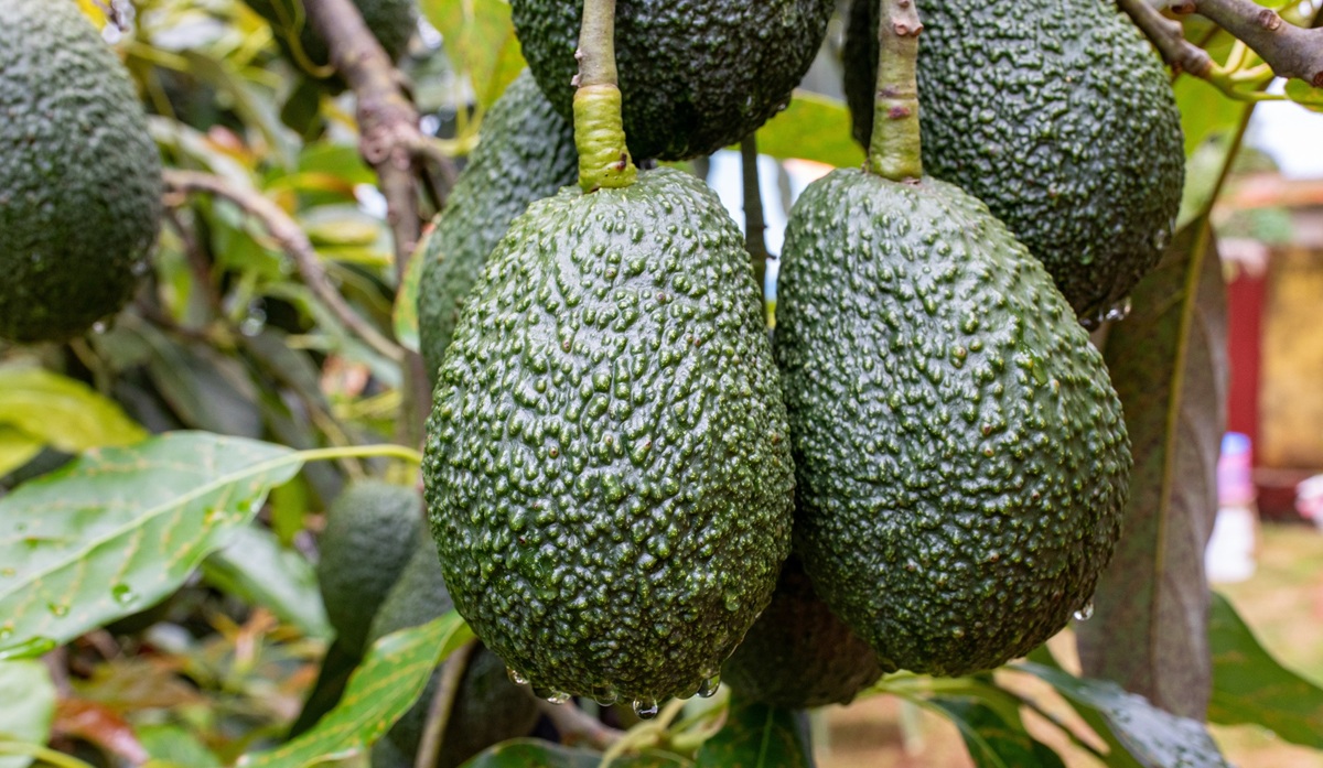 Ventas de palta peruana en todas sus presentaciones suman mas de USD 917 millones en el primer semestre