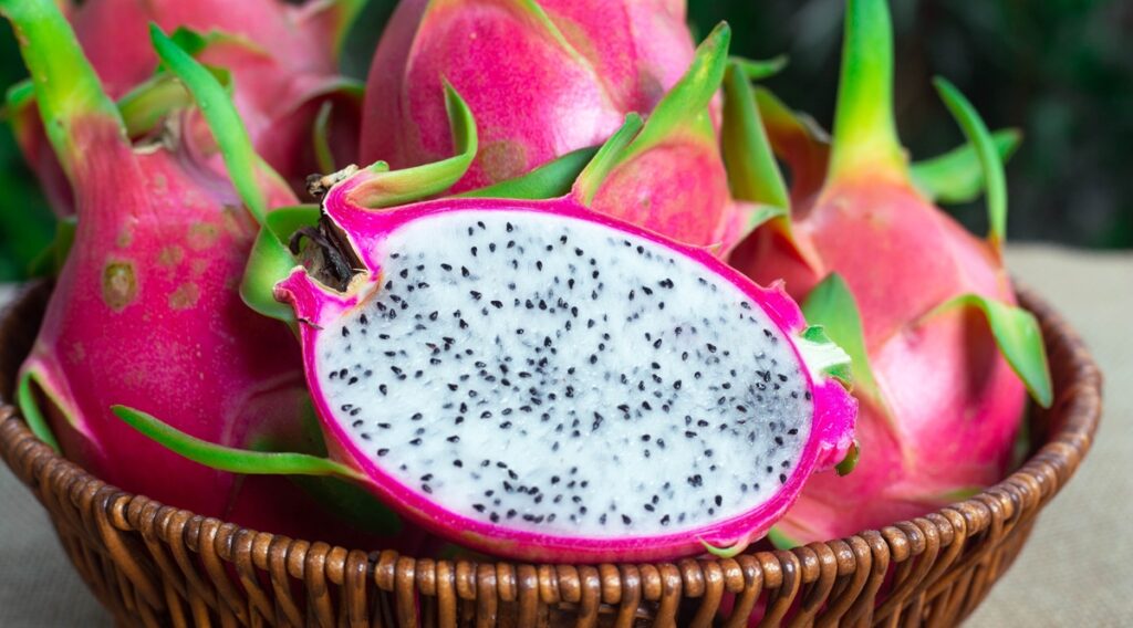 Producción de pitahaya en Florida crece con fuerza en 2025 Producción de pitahaya en Florida crece con fuerza en 2025