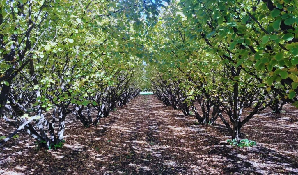 Nogales y avellanos: la poda mecánica aumenta brotes y frutos