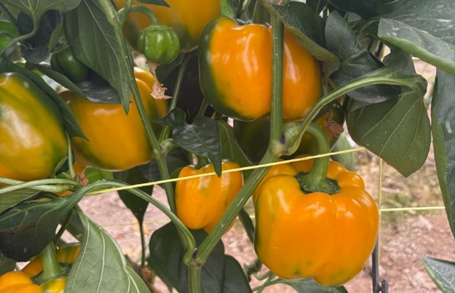 Semillas Fitó es galardonada en los Premios Retina ECO por metodología pionera que mide la huella ecológica de las variedades hortícolas