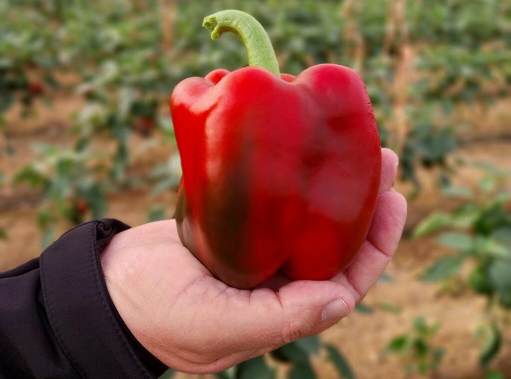 Semillas Fitó es galardonada por metodología que mide la huella ecológica de las variedades hortícolas