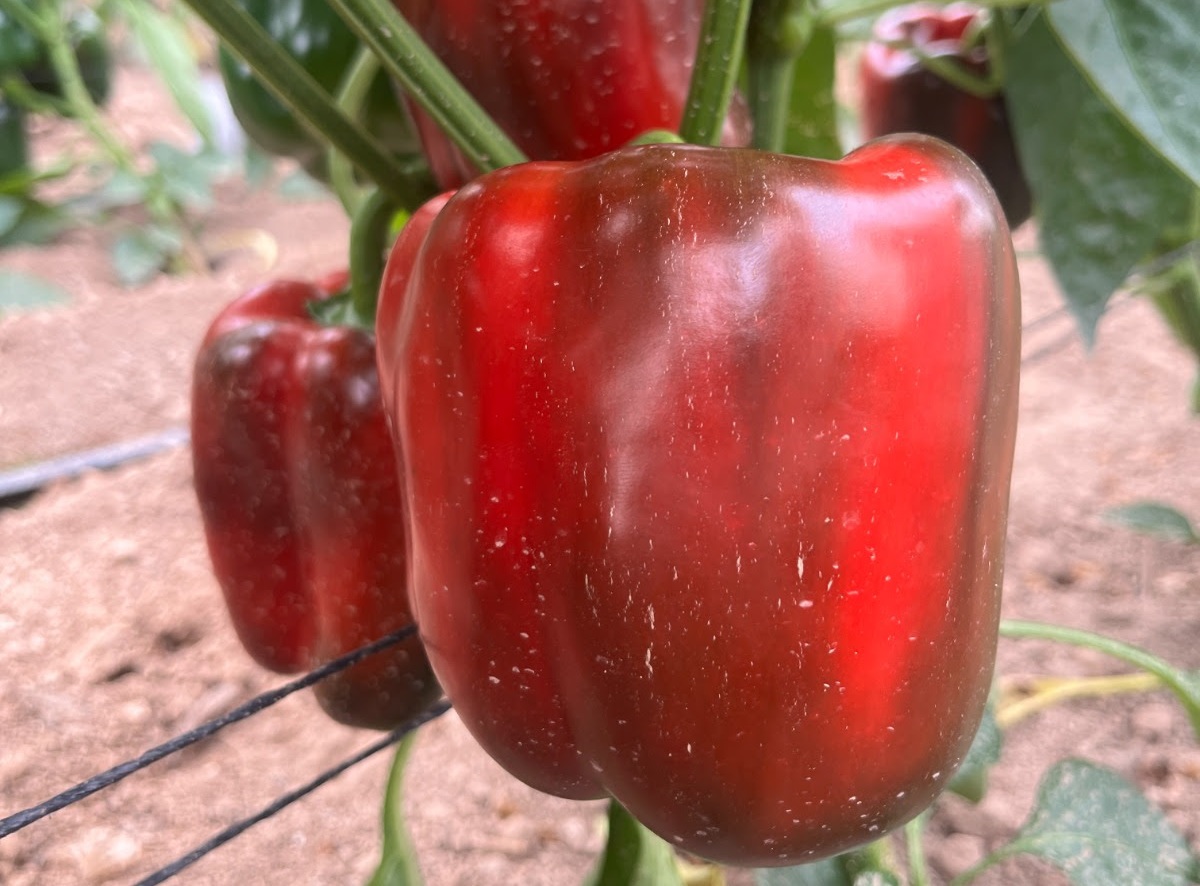 Semillas Fitó es galardonada en los Premios Retina ECO por metodología pionera que mide la huella ecológica de las variedades hortícolas