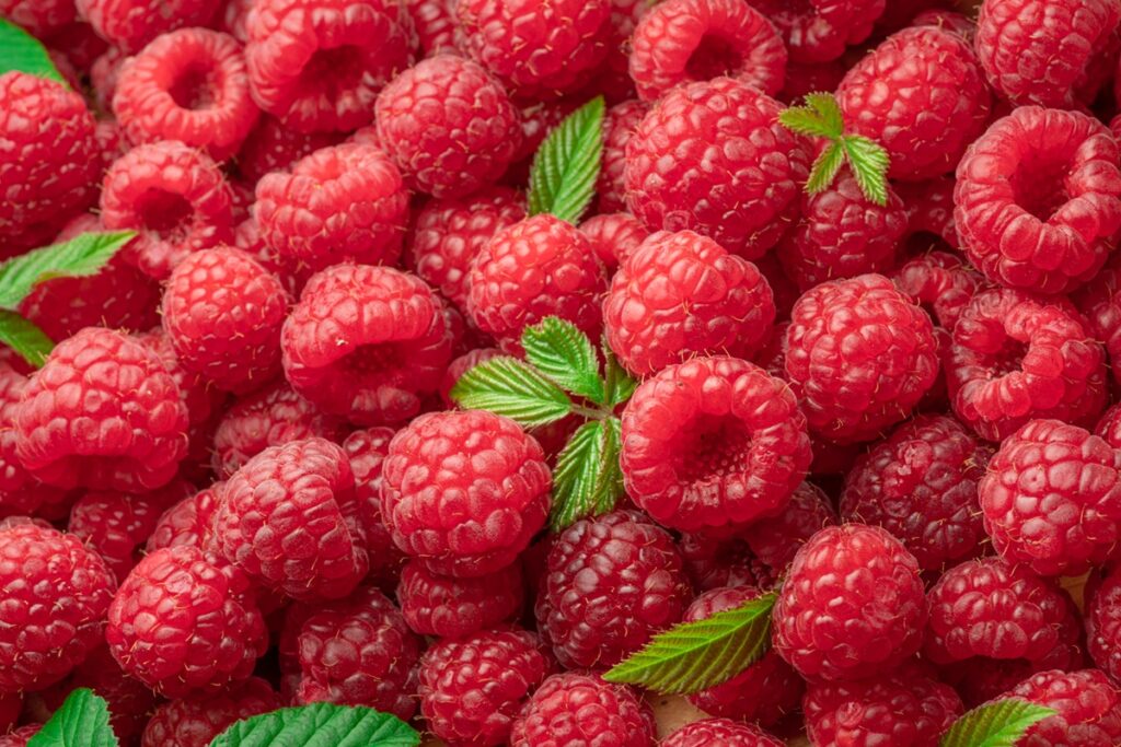 Frambuesa mexicana: industria busca fortalecer el mercado local y combatir ilegalidades en la producción