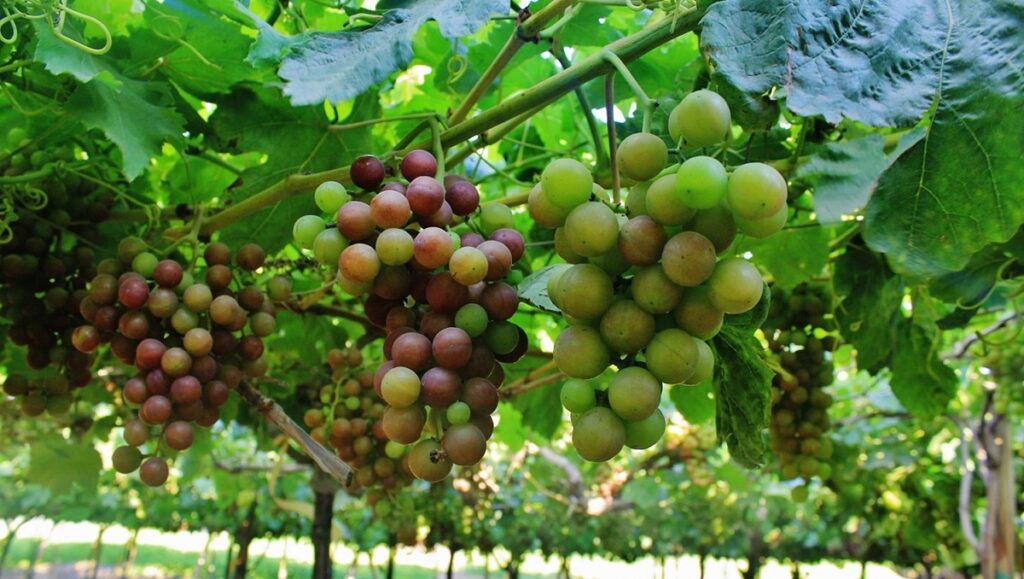 Uvas de mesa peruanas se preparan para otra temporada récord en 2025/26