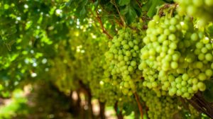 Uvas de mesa de Bloom Fresh