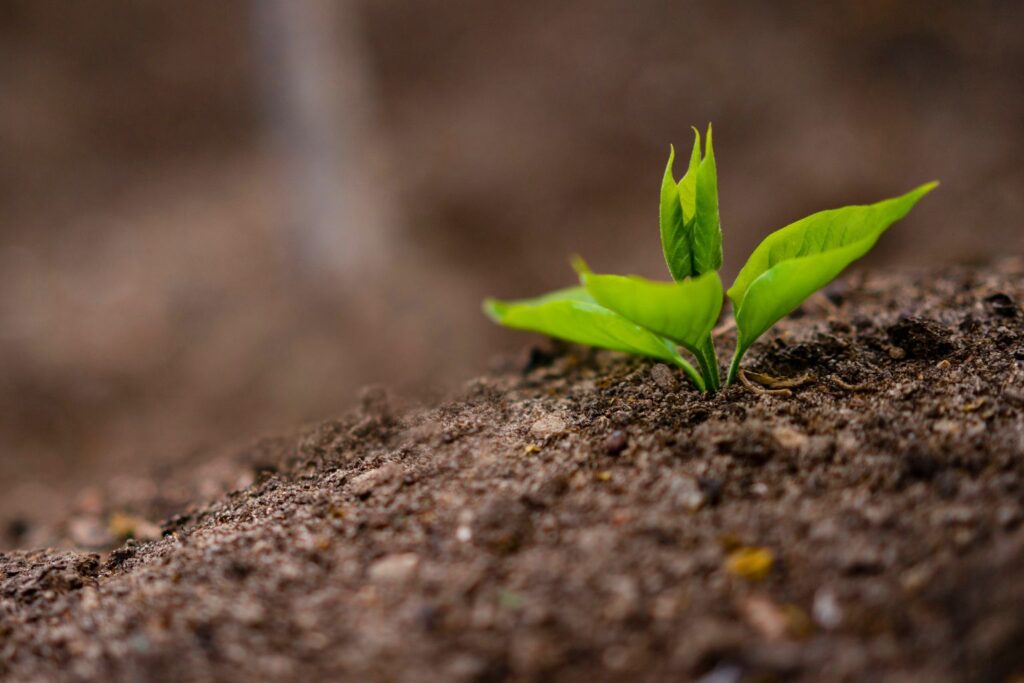 fertilizantes orgánicos