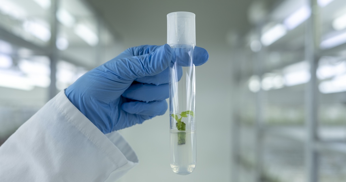 genética para obtener planta de calidad