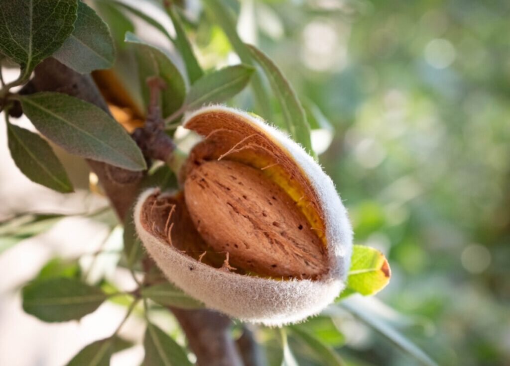 La superficie de almendros en California se reduce por cuarto año consecutivo