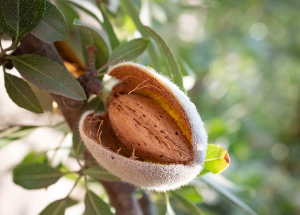 Roedores, maduración y burocracia: la temporada de almendras en California no está exenta de desafíos