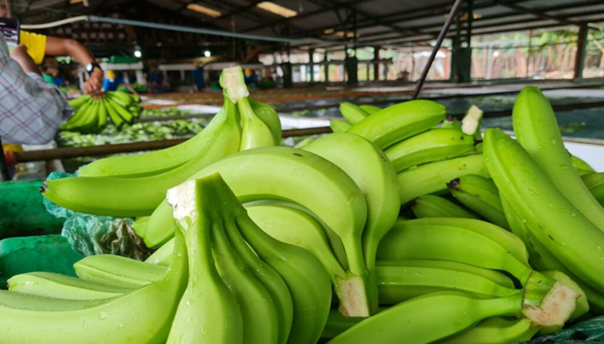 Positivo balance para las exportaciones de banano de Ecuador en lo que va de 2025