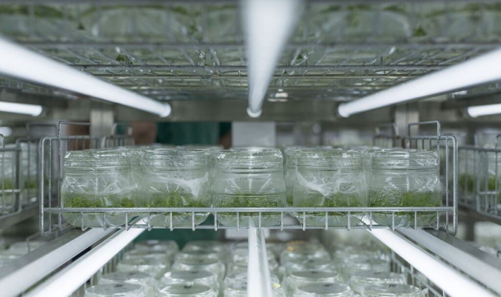 Las claves para producir plantas de calidad para la fruticultura de Chile y el mundo Las claves para producir plantas de calidad para la fruticultura de Chile y el mundo