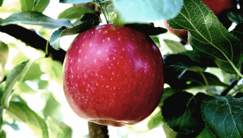 Cosmic Crisp® inicia nueva fase de expansión en Europa con tres nuevos socios licenciatarios