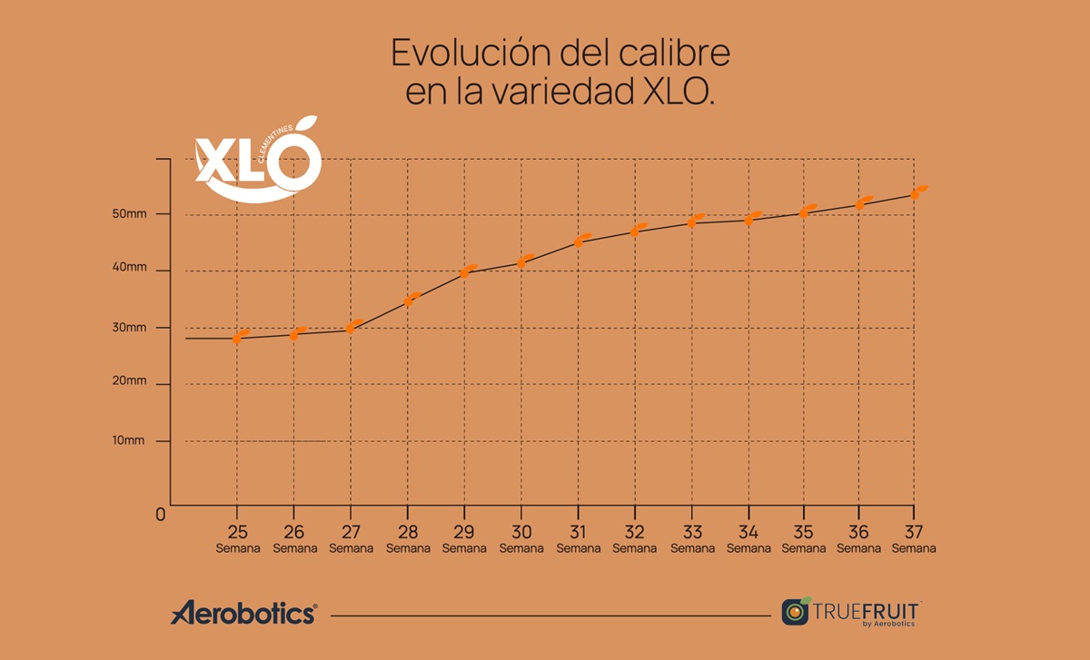 EVOLUCION CALIBRE XLO
