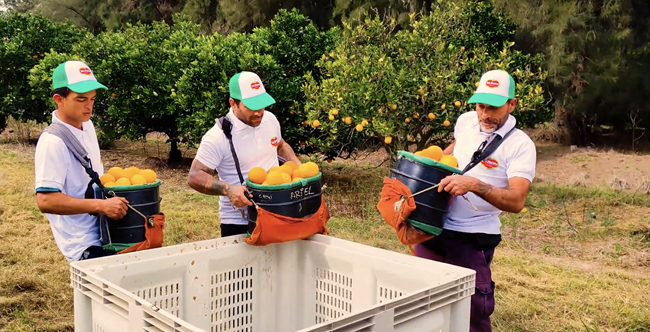 Naranjas uruguayas de Fresh Del Monte: dulces, jugosas y ahora disponibles en Europa