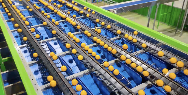 Naranjas uruguayas de Fresh Del Monte: dulces, jugosas y ahora disponibles en Europa