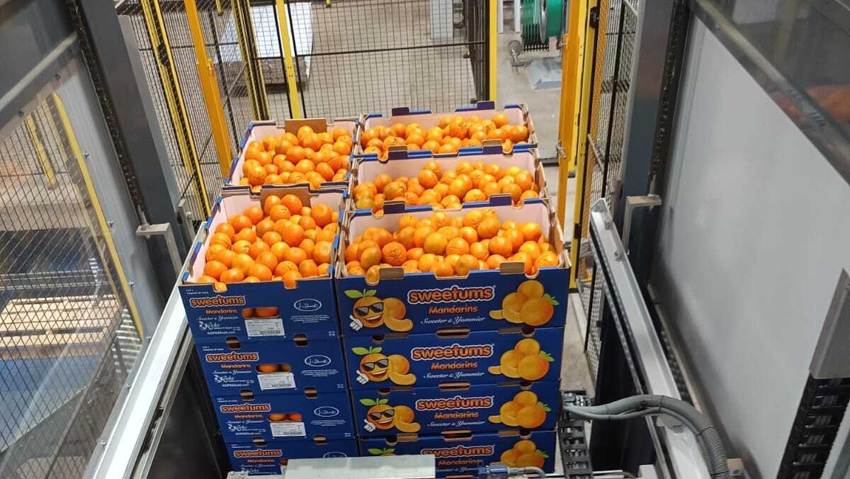 Grupo Jorge Schmidt la empresa familiar que lidera en el cultivo de cítricos y paltas con un modelo sostenible y récord de producción