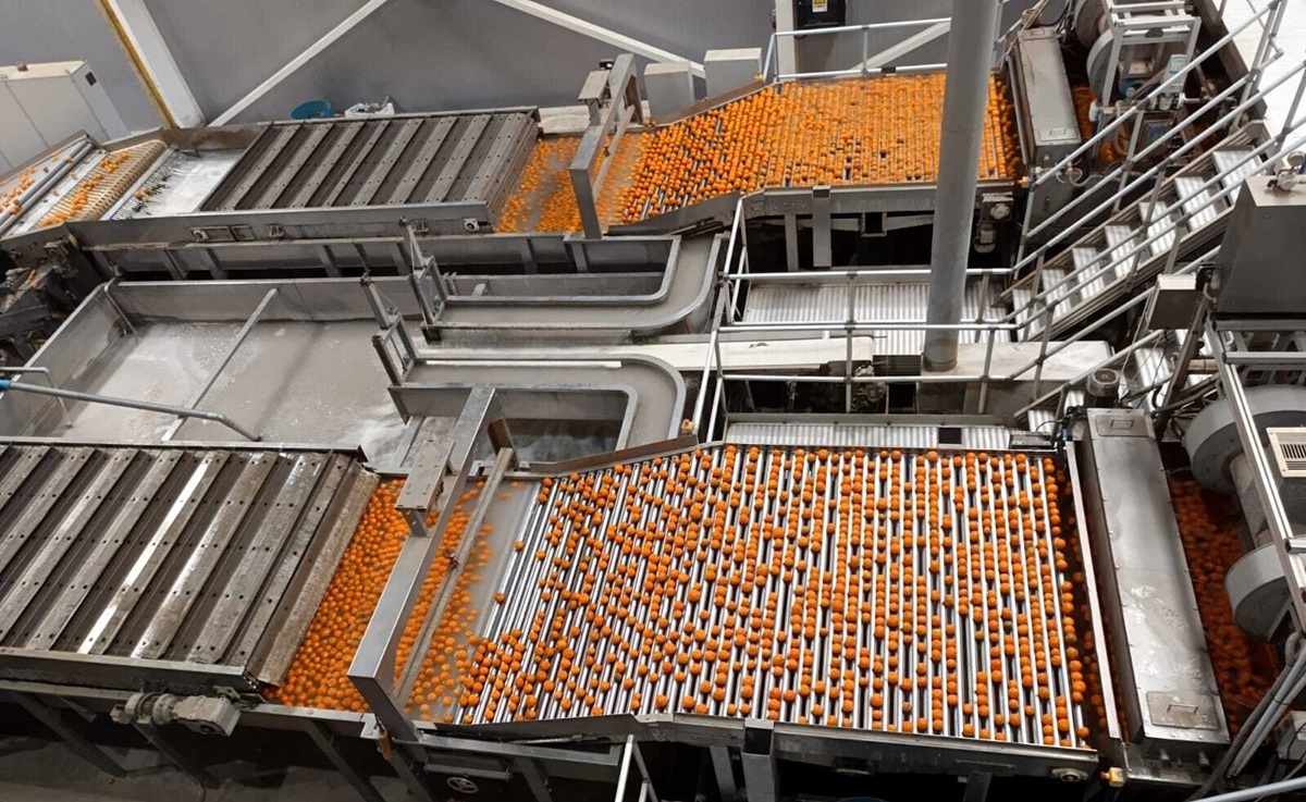 Grupo Jorge Schmidt la empresa familiar que lidera en el cultivo de cítricos y paltas con un modelo sostenible y récord de producción