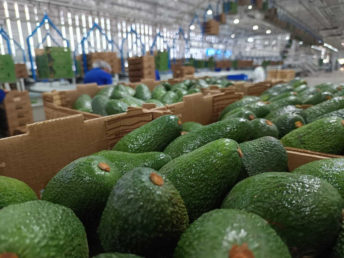 Grupo Jorge Schmidt la empresa familiar que lidera en el cultivo de cítricos y paltas con un modelo sostenible y récord de producción