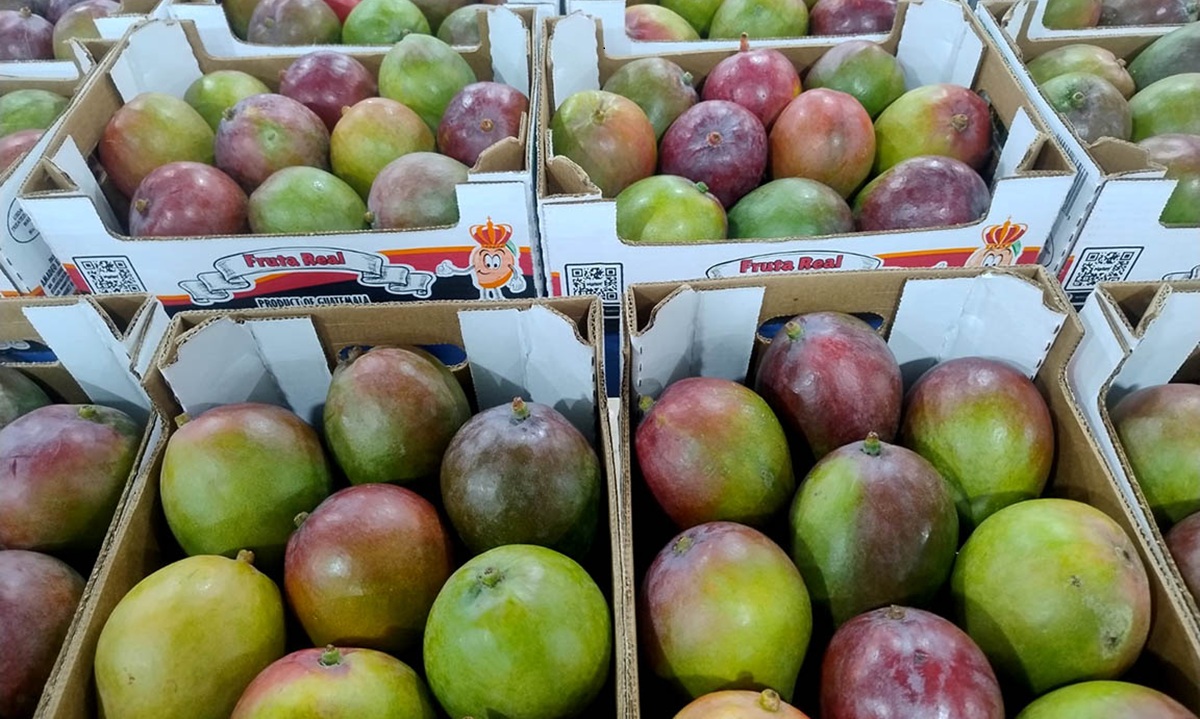 Guatemala aumenta 4% sus exportaciones de mango a Estados Unidos en 2025