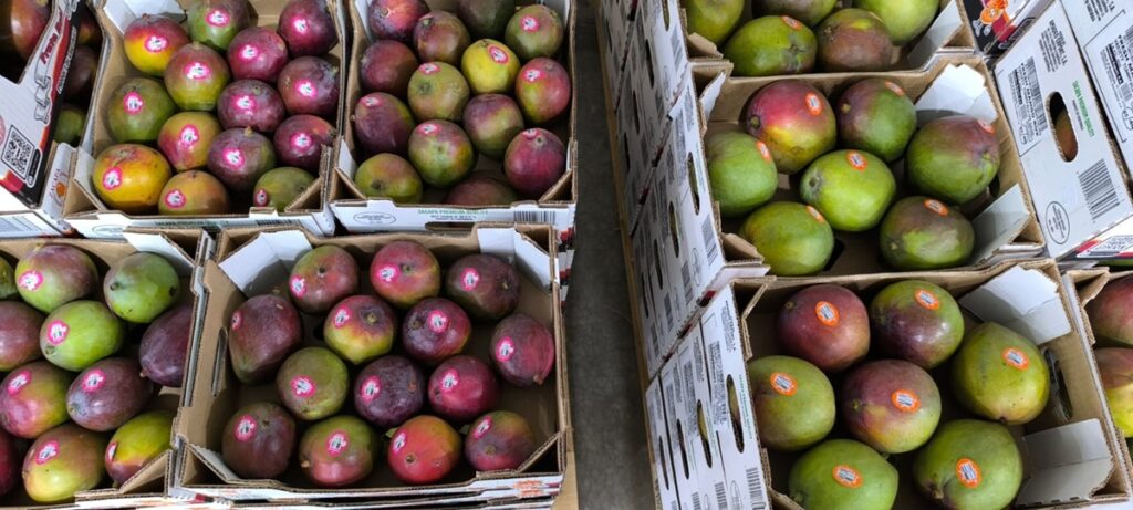 Guatemala aumenta 4% sus exportaciones de mango a Estados Unidos en 2025