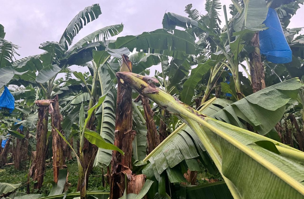 Sector bananero de Costa Rica reporta caída del 20% en exportaciones por exceso de lluvias