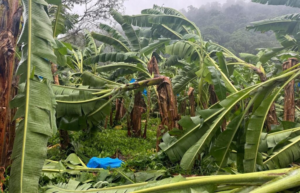 Sector bananero de Costa Rica reporta caída del 20% en exportaciones por exceso de lluvias Sector bananero de Costa Rica reporta caída del 20% en exportaciones por exceso de lluvias