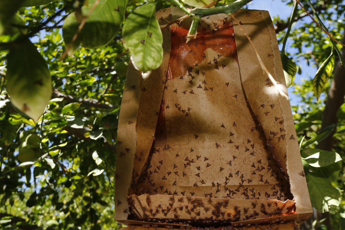 Chile aplica riguroso protocolo de erradicación para resguardar la condición de país libre de Mosca de la Fruta