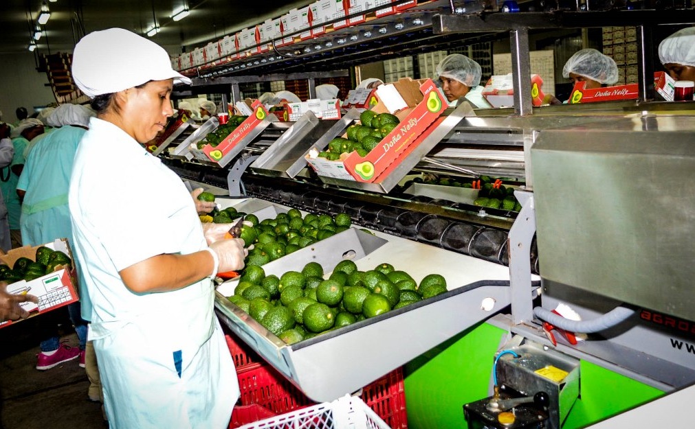 "El agro es un sector que nunca se detiene": agroexportaciones peruanas marcan récord en 2025 6 "El agro es un sector que nunca se detiene": agroexportaciones peruanas marcan récord en 2025