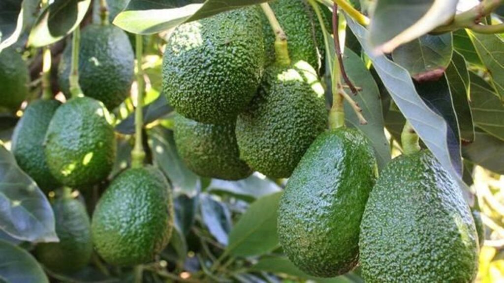 Palta argentina: un cultivo en crecimiento, con desafíos estructurales y de mercado Palta argentina: un cultivo en crecimiento, con desafíos estructurales y de mercado
