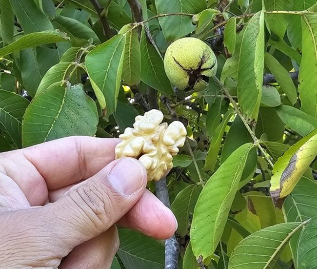 Peuma Dry Fruit: el sueño familiar que convirtió las nueces chilenas en un producto de exportación con sello propio