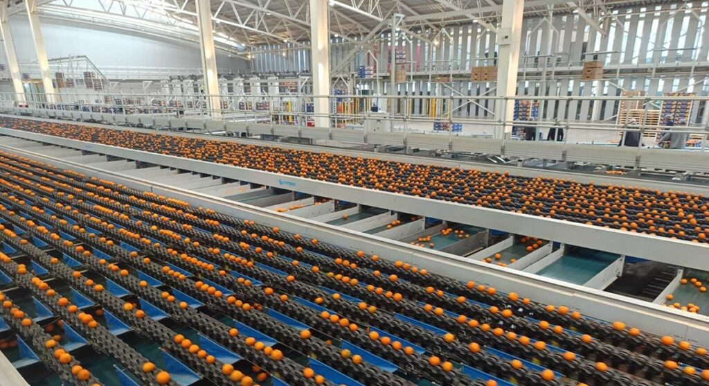Grupo Jorge Schmidt: la empresa familiar que lidera en el cultivo de cítricos y paltas con un modelo sostenible y récord de producción Grupo Jorge Schmidt: la empresa familiar que lidera en el cultivo de cítricos y paltas con un modelo sostenible y récord de producción
