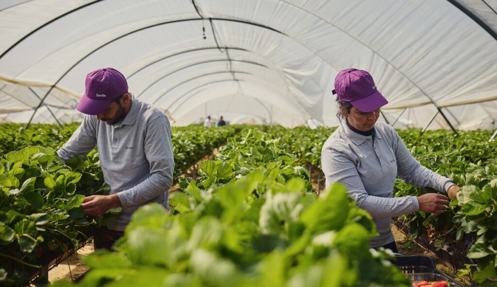 Senda tiene como objetivo crecer un 50% en 2026 y comercializar 30 mil toneladas de berries