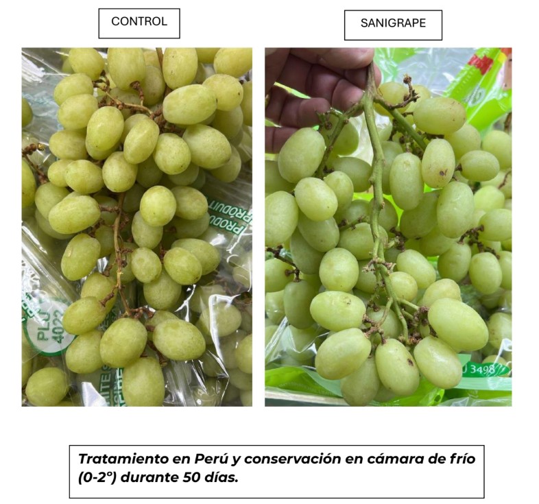 Sanifruit presentará una solución innovadora única en el mercado de la uva