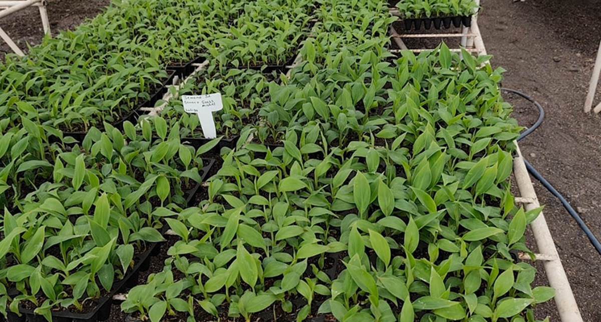 Plantas in vitro de banano y plátano fortalecen competitividad de Guatemala
