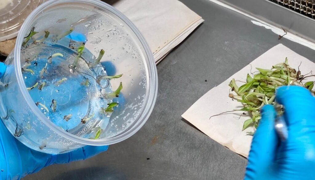 Plantas in vitro de banano y plátano fortalecen competitividad de Guatemala