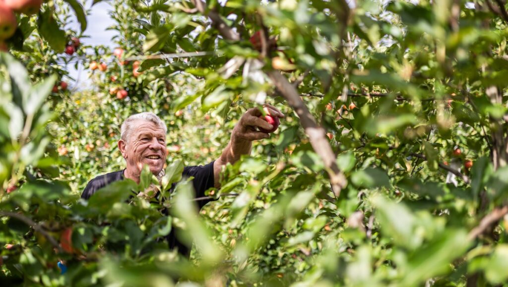 Surtido de manzanas ecológicas VOG garantiza disponibilidad anual y variedad para todos los gustos Surtido de manzanas ecológicas VOG garantiza disponibilidad anual y variedad para todos los gustos
