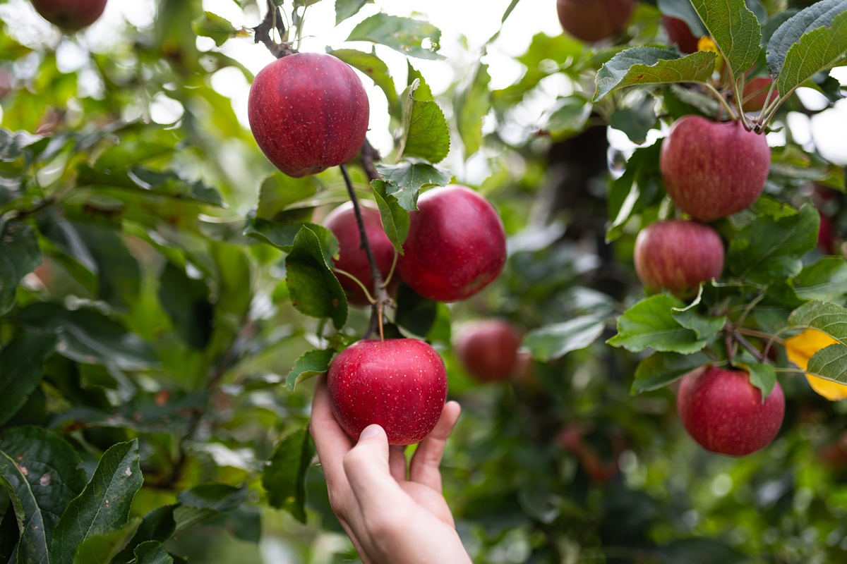 Surtido de manzanas ecológicas VOG garantiza disponibilidad anual y variedad para todos los gustos 5 Surtido de manzanas ecológicas VOG garantiza disponibilidad anual y variedad para todos los gustos