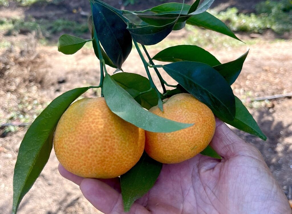 Operadores comprueban las virtudes de la clementina XLO para poder competir con las mandarinas del hemisferio sur