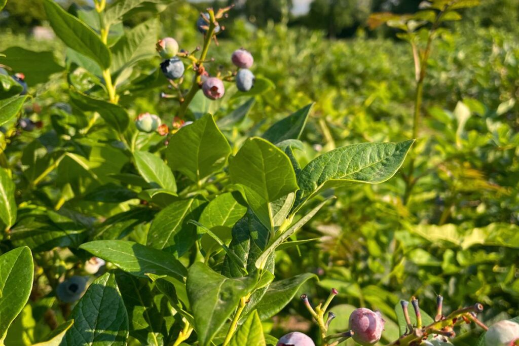 Guía 2025 para la fertilización del arándano en Chile 4 arándanos