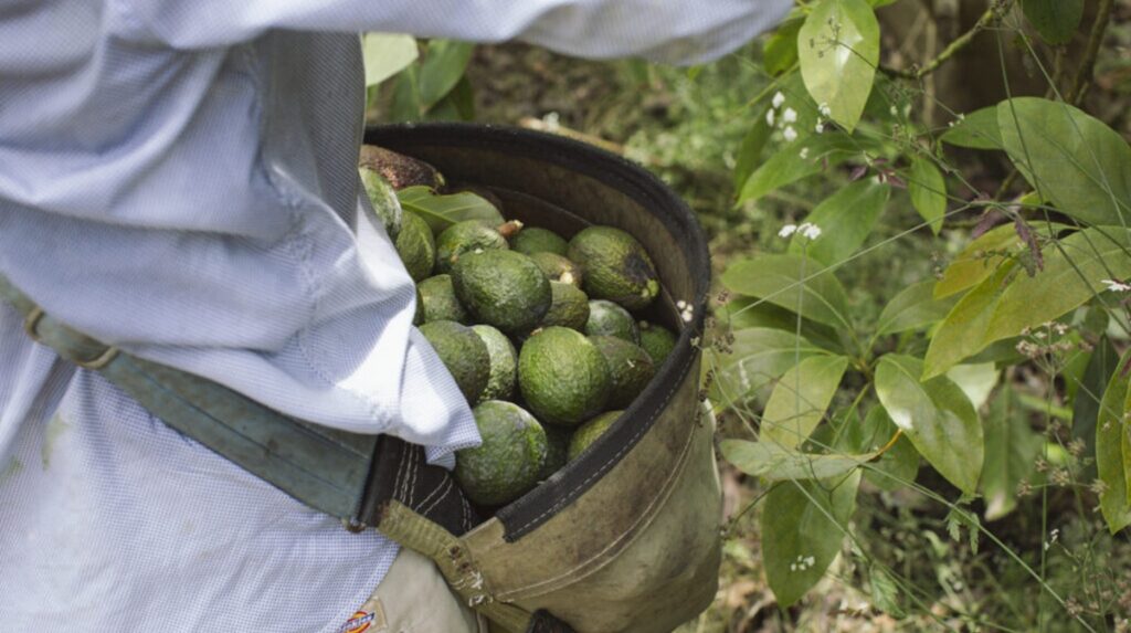 Aguacate de California: se esperan volúmenes promocionales hasta octubre Aguacate de California: se esperan volúmenes promocionales hasta octubre