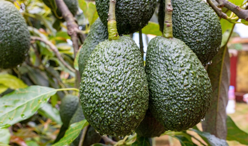 Nigeria busca posicionarse en el mercado global del aguacate de la mano de Kenia Nigeria busca posicionarse en el mercado global del aguacate de la mano de Kenia