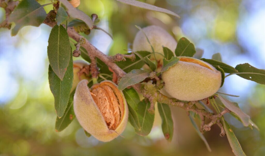 Roedores, maduración y burocracia: la temporada de almendras en California no está exenta de desafíos Roedores, maduración y burocracia: la temporada de almendras en California no está exenta de desafíos