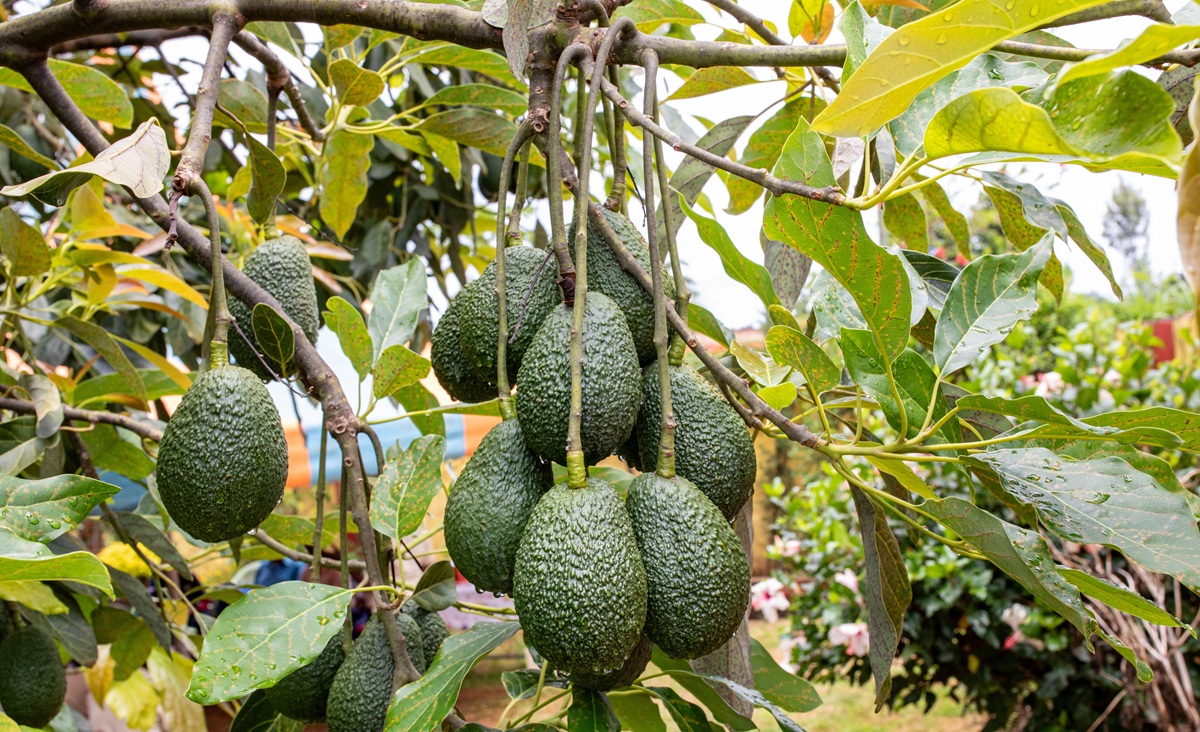 Nigeria busca posicionarse en el mercado global del aguacate de la mano de Kenia