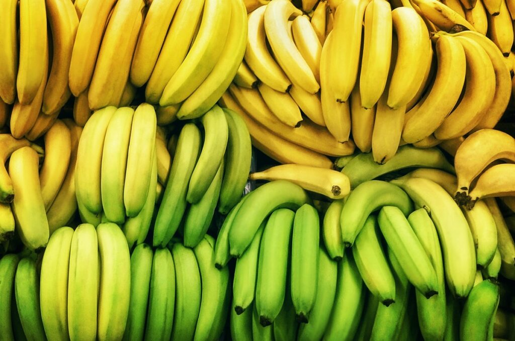 Envíos de banano de Ecuador muestran saldo positivo en 2025, pero con un enfriamiento progresivo del ritmo exportador